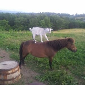 Meet your Posher, Phyllis